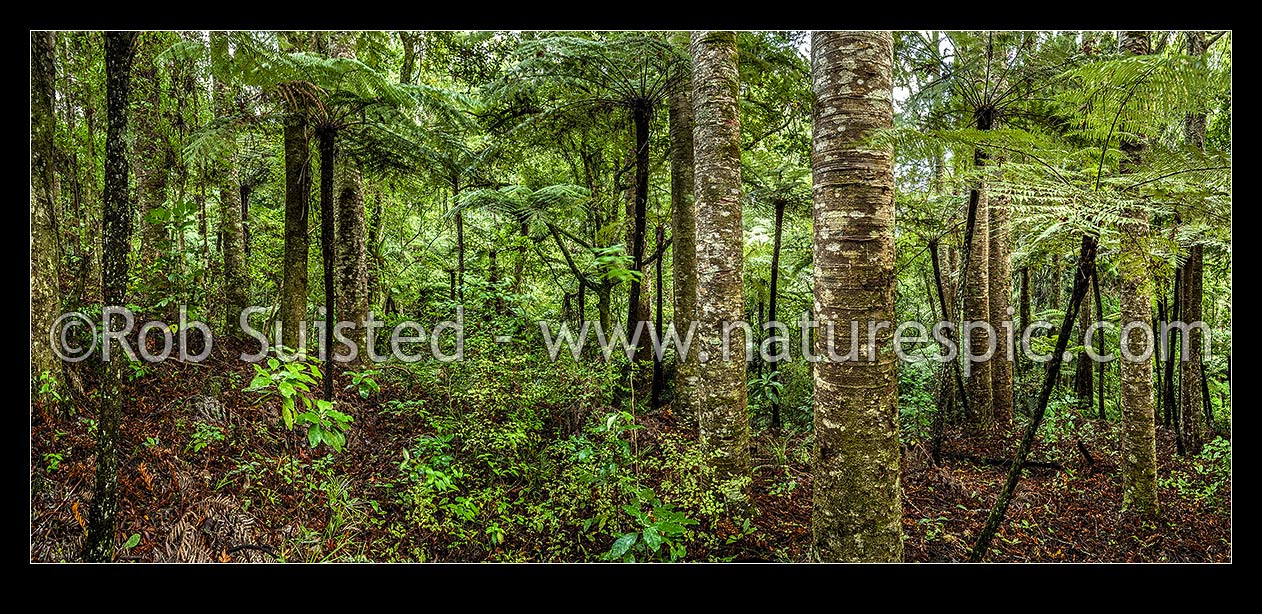 Image of Kauri (Agathis australis) forest interior with many tree ferns (mostly Dicksonia squarrosa, Wheki). Smaller rickers kauri (once used for masts). Panorama, Far North District, Northland Region, New Zealand (NZ) stock photo image