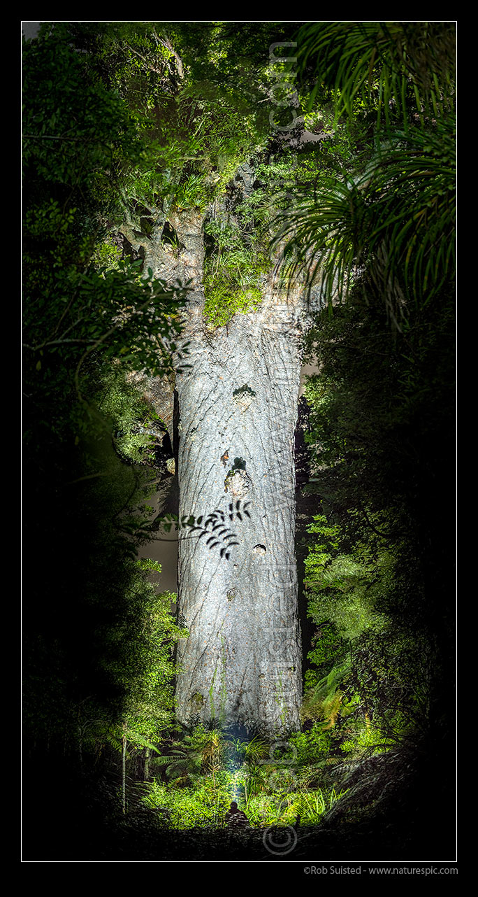 Image of Tane Mahuta, giant Kauri tree, illuminated by torch light (Agathis australis). Largest Kauri tree in world. 50m high/13.7m girth/1500 y.o. Vertical panorama, Waipoua Forest, Far North District, Northland Region, New Zealand (NZ) stock photo image