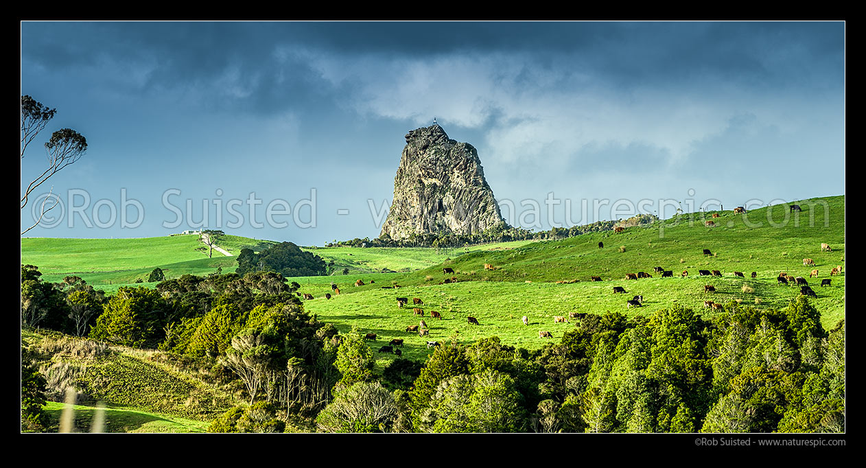 Image of Dairy cows grazing below dramatic Maungaraho Rock (221m). Panorama, Dargaville, Kaipara District, Northland Region, New Zealand (NZ) stock photo image