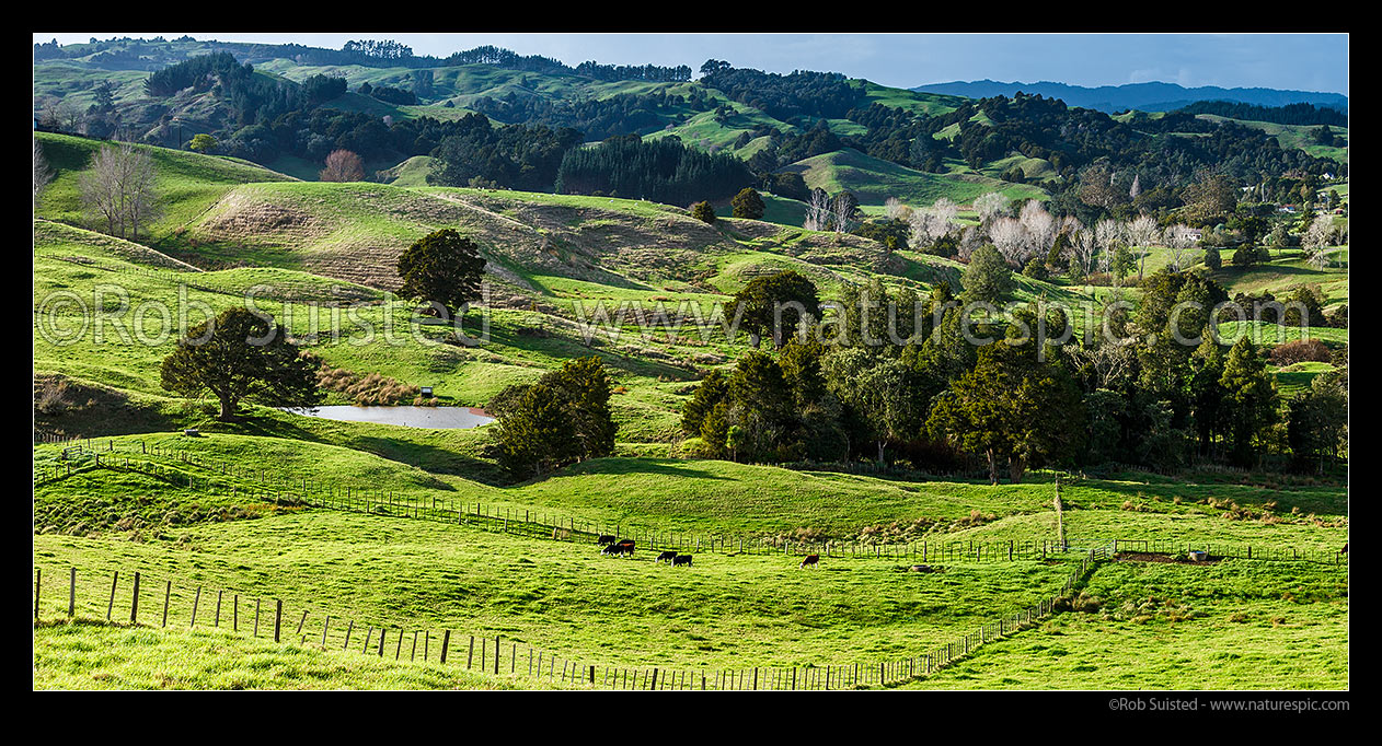 Image of Cattle grazing in the Paparoa Stream Valley, amongst remnant stands of native podocarp forest. Panorama, Paparoa, Kaipara District, Northland Region, New Zealand (NZ) stock photo image