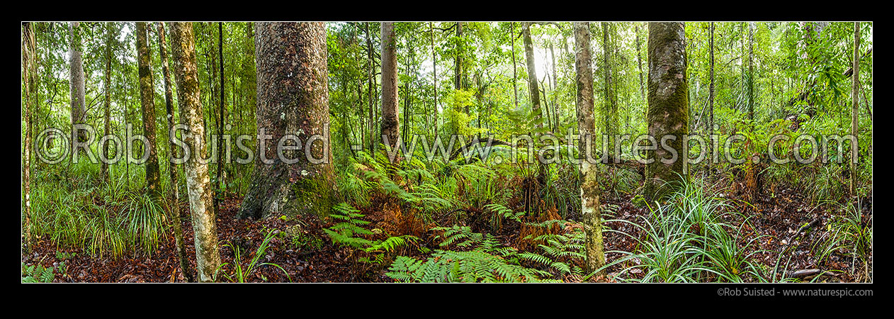 Image of Forest panorama inside Kauri tree (Agathis australis) rainforest, Waipoua Forest, Far North District, Northland Region, New Zealand (NZ) stock photo image