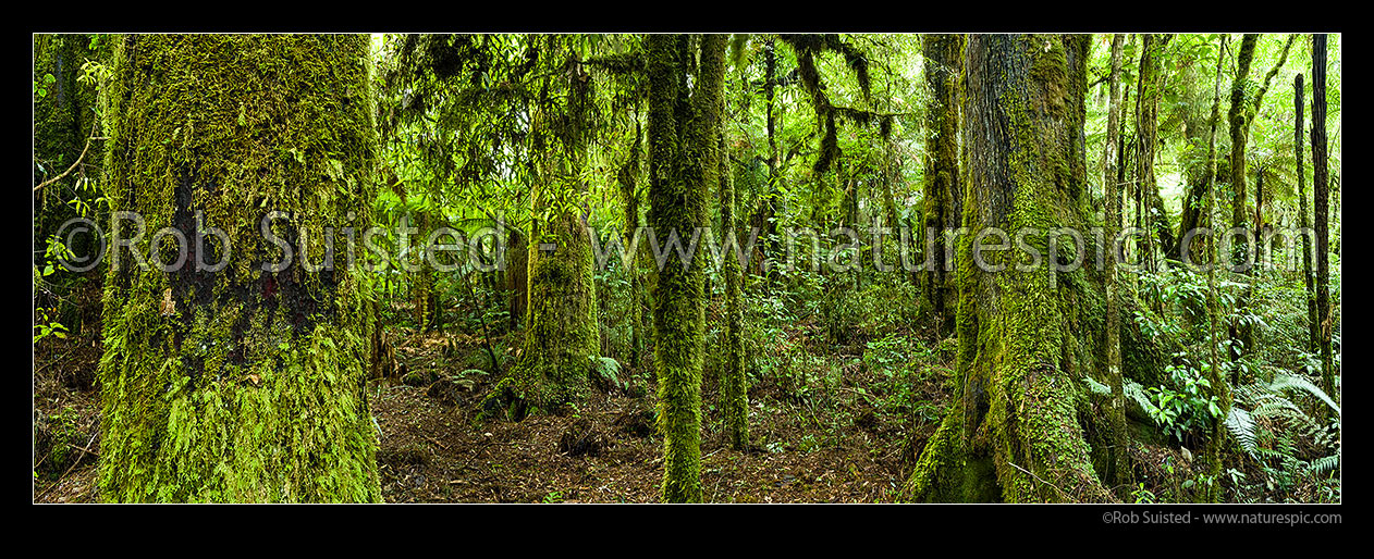 Image of Rainforest interior, old growth podocarp forest panorama, with prominent rimu tree trunk and buttress (Dacrydium cupressinum) in bush, Pureora Forest Park, Waitomo District, Waikato Region, New Zealand (NZ) stock photo image