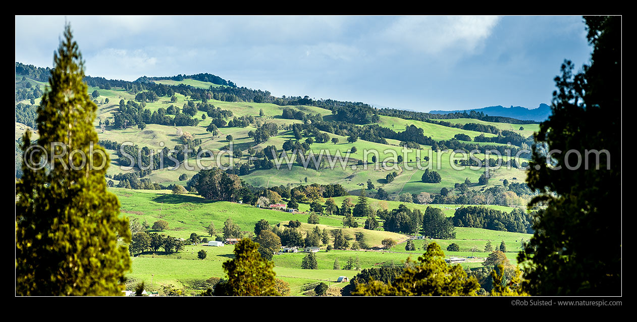 Image of Northland farmland in the Waihou Valley near Rangiahua. Panorama, Waihou Valley, Far North District, Northland Region, New Zealand (NZ) stock photo image