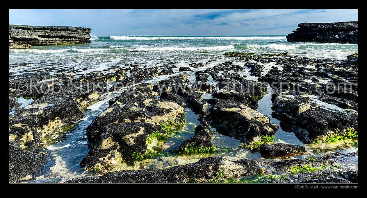 Image of Port Waikato beach amongst a limestone outcrop reef, covered in juvenile blue mussels (Mytilus edulis) and sea lettuce (Ulva sp.). Panorama, Port Waikato, Franklin District, Waikato Region, New Zealand (NZ) stock photo image