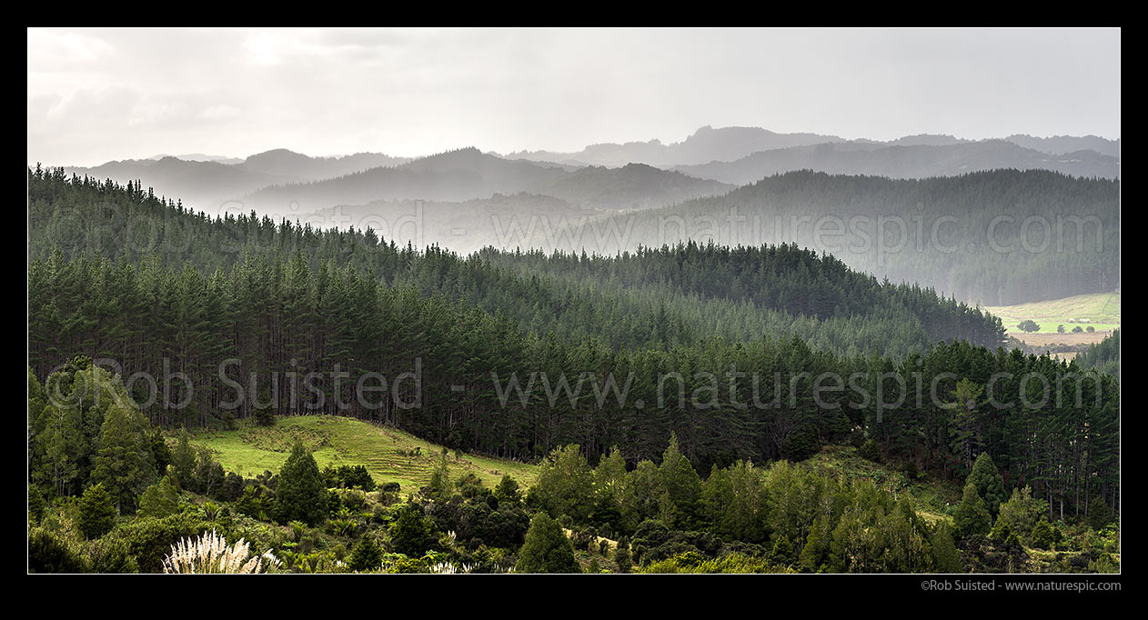 Image of Plantation forest (Pinus radiata) and farmland on a moody day. Te Waipoka Stream area. Panorama, Tapuwae, Far North District, Northland Region, New Zealand (NZ) stock photo image