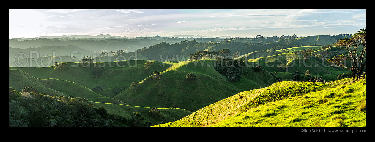 Image of Awhitu Peninsula farmland panorama looking towards Awhitu Central. Lush hill country in afternoon light, Awhitu Peninsula, Papakura District, Auckland Region, New Zealand (NZ) stock photo image