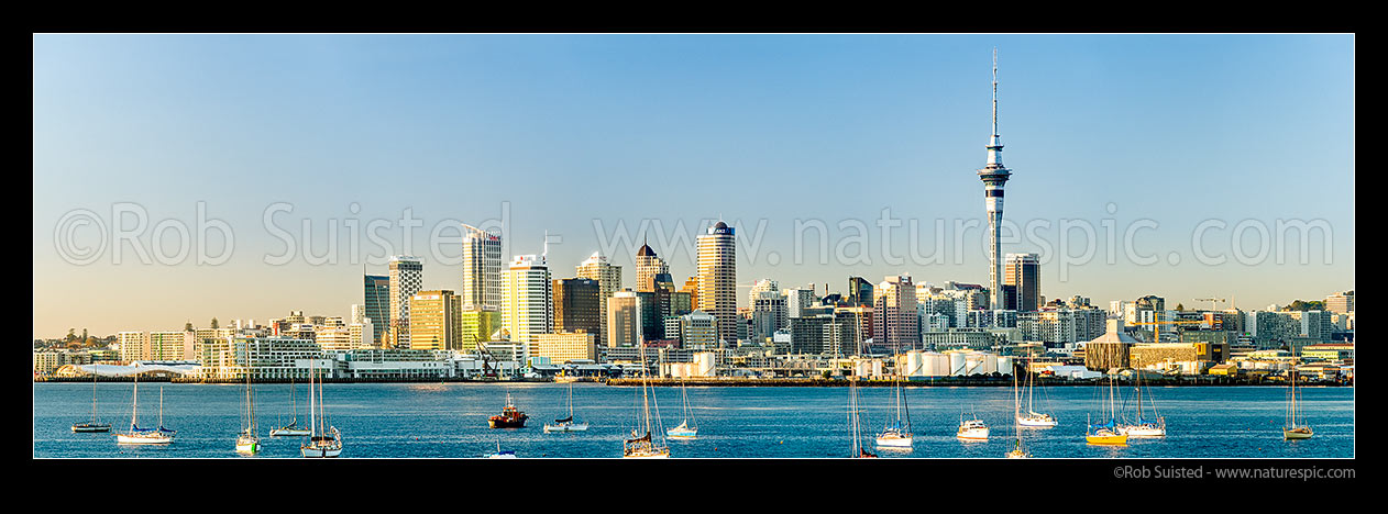 Image of Auckland City CBD, Sky Tower, skyline, and moored sailboats in the Waitemata Harbour on a calm morning. Golden panorama at dawn, Auckland, Auckland City District, Auckland Region, New Zealand (NZ) stock photo image