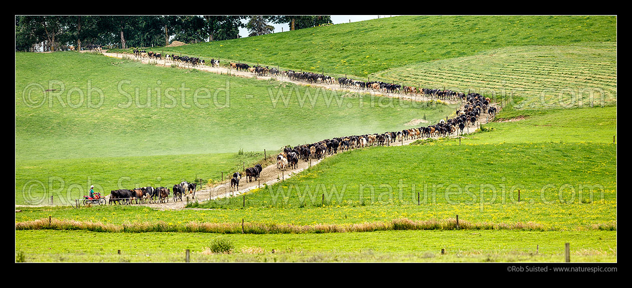 Image of Dairy cows walking towards milking shed for milking time, along paddock laneway, with farmer on motorbike behind. Panorama, Waipa District, New Zealand (NZ) stock photo image