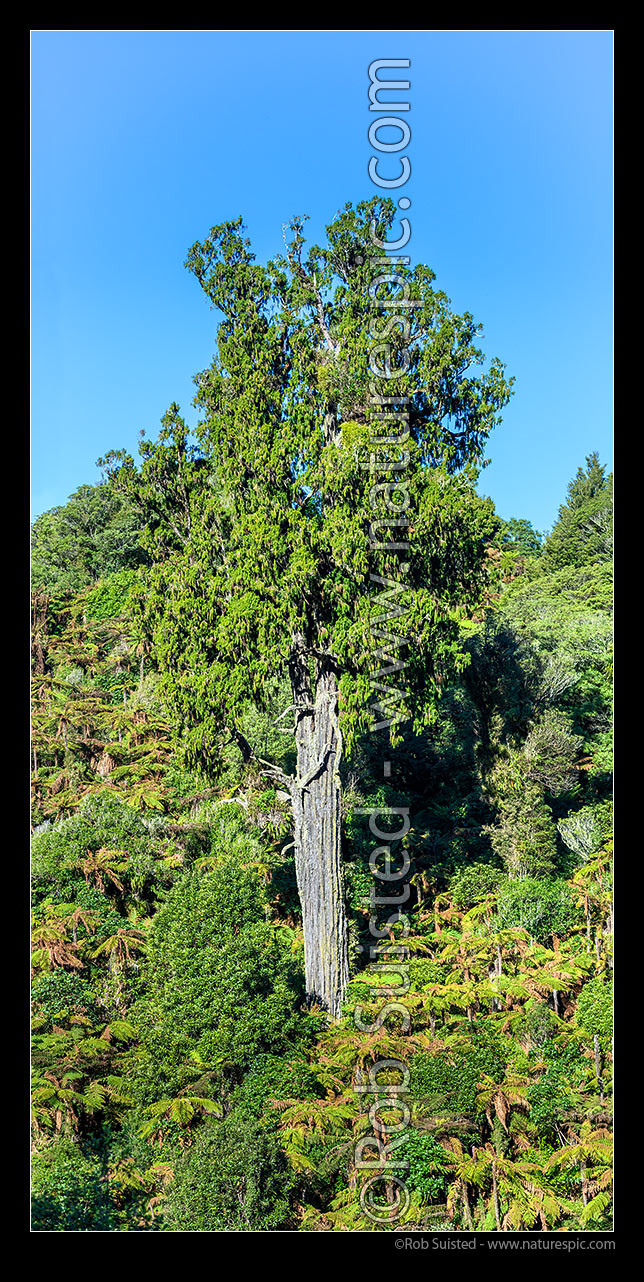 Image of Rimu tree (Dacrydium cupressinum) standing above regenerating native forest. Podocarp. Red Pine. Vertical panorama, New Zealand (NZ) stock photo image