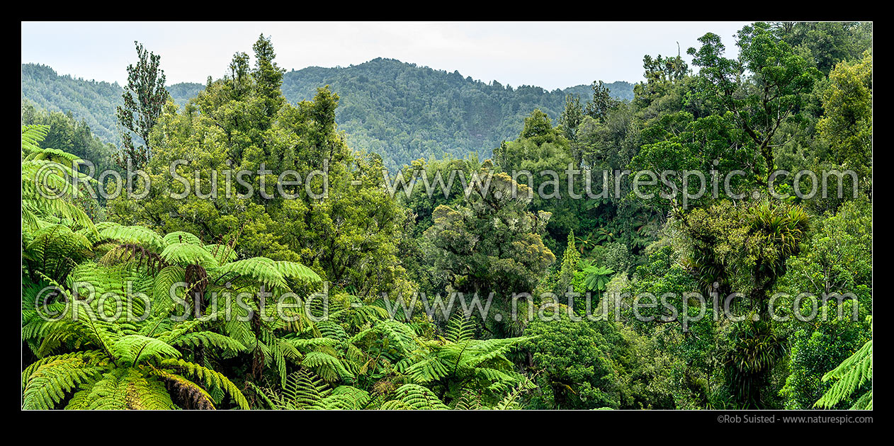 Image of NZ native forest panorama, with large black tree ferns (Mamaku, Cyathea medullaris) in foreground, Waitaanga Forest, Ruapehu District, Manawatu-Wanganui Region, New Zealand (NZ) stock photo image