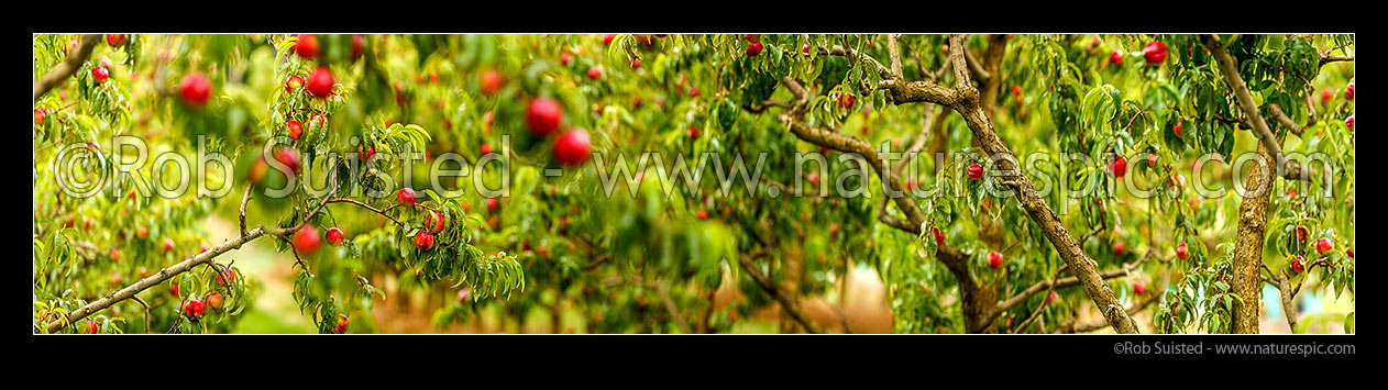 Image of Nectarine fruit on fruit trees. Commercial stone fruit orchard. Panorama, Cromwell, Central Otago District, Otago Region, New Zealand (NZ) stock photo image