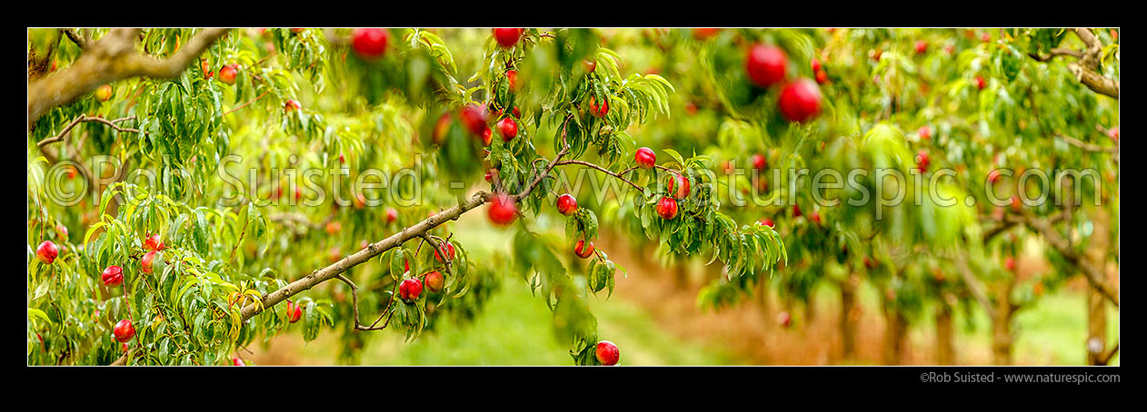 Image of Nectarine fruit on fruit trees. Commercial stone fruit orchard. Panorama, Cromwell, Central Otago District, Otago Region, New Zealand (NZ) stock photo image