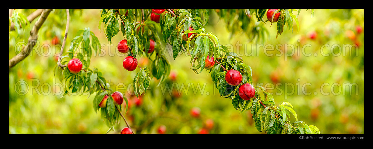 Image of Nectarine fruit on fruit trees. Commercial stone fruit orchard. Panorama, Cromwell, Central Otago District, Otago Region, New Zealand (NZ) stock photo image