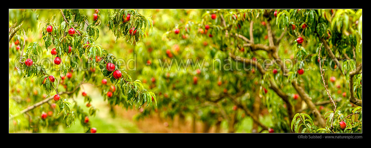 Image of Nectarine fruit on fruit trees. Commercial stone fruit orchard. Panorama, Cromwell, Central Otago District, Otago Region, New Zealand (NZ) stock photo image