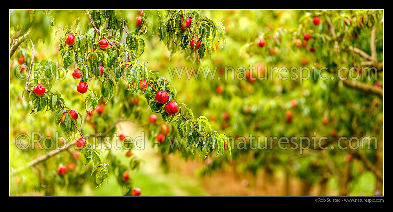 Image of Nectarine fruit ripening on fruit trees in a commercial stone fruit orchard, Cromwell, Central Otago District, Otago Region, New Zealand (NZ) stock photo image