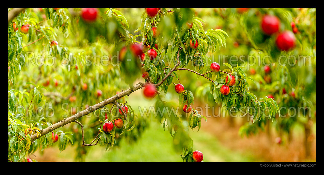 Image of Nectarine fruit ripening on fruit trees in a commercial stone fruit orchard, Cromwell, Central Otago District, Otago Region, New Zealand (NZ) stock photo image