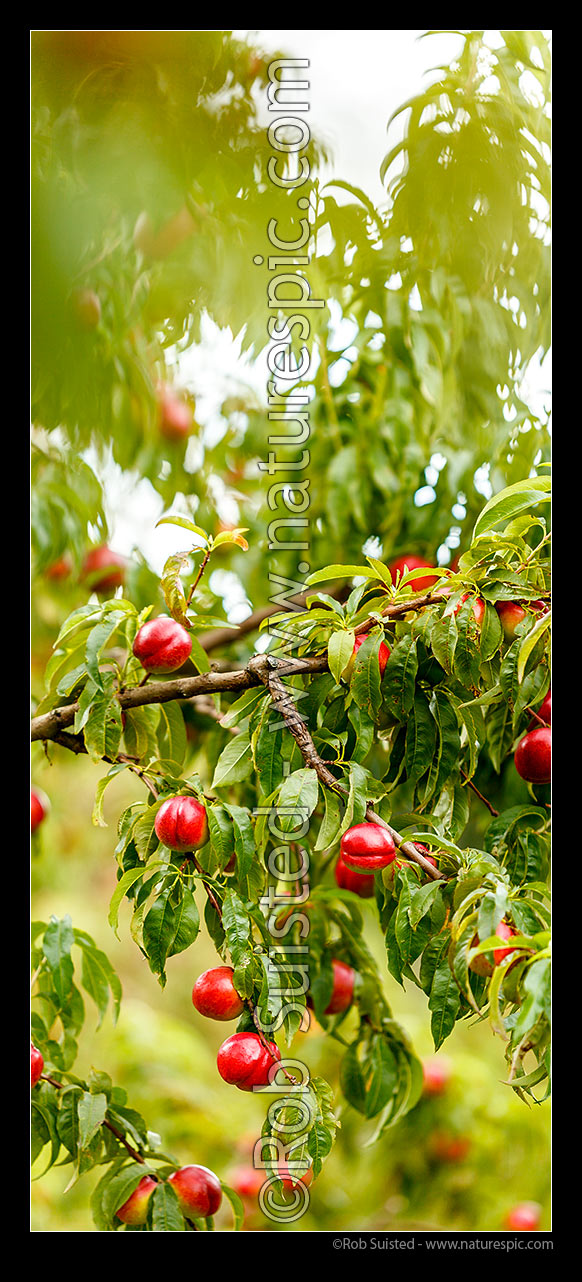 Image of Nectarine fruit ripening on trees in commercial fruit orchard. Vertical panorama, Cromwell, Central Otago District, Otago Region, New Zealand (NZ) stock photo image