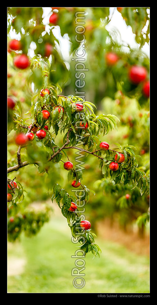 Image of Nectarine fruit ripening on trees in commercial fruit orchard. Vertical panorama, Cromwell, Central Otago District, Otago Region, New Zealand (NZ) stock photo image