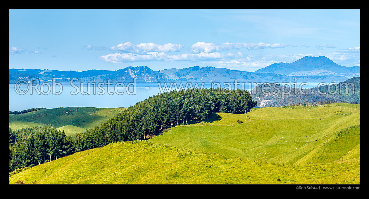 Image of Lake Taupo hill country farmland and forestry, near Whanganui Bay. Mt Tauhara distant right. Panorama, Western Lake Taupo, Taupo District, Waikato Region, New Zealand (NZ) stock photo image