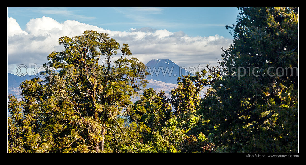 Image of Mt Ngauruhoe (2287m) seen over native forest from Waituhi Saddle, Hauhangaroa Range. Panorama, Taumarunui, Ruapehu District, Manawatu-Wanganui Region, New Zealand (NZ) stock photo image