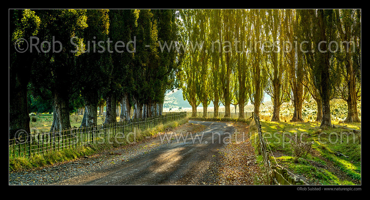 Image of Ararawa Valley back country Oruakukuru Road. Fenced back country road lined with polar trees. Early autumn panorama, Ohakune, Ruapehu District, Manawatu-Wanganui Region, New Zealand (NZ) stock photo image