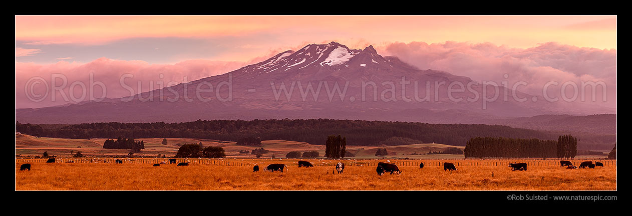 Image of Mt Ruapehu above cattle grazing on farmland at dawn. Mount Ruapehu, Tahurangi Peak (2797m). Panorama, Ohakune, Ruapehu District, Manawatu-Wanganui Region, New Zealand (NZ) stock photo image