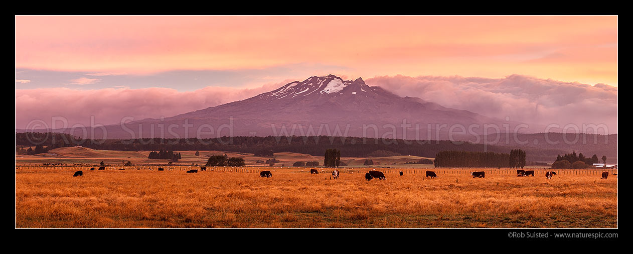 Image of Cattle grazing below Mount (Mt) Ruapehu, at dawn. Mount Ruapehu, Tahurangi Peak (2797m). Wide panorama, Ohakune, Ruapehu District, Manawatu-Wanganui Region, New Zealand (NZ) stock photo image