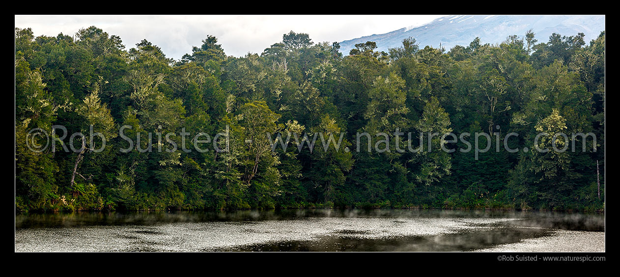 Image of Steaming waters of Lake Rotokura at dawn, amongst forest under Mount (Mt) Ruapehu. Sacred tapu site for Ngati Rangi, tangata whenua. Panorama, Karioi, Ruapehu District, Manawatu-Wanganui Region, New Zealand (NZ) stock photo image