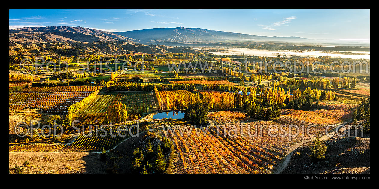 Image of Stone fruit orchards and grape vines at Blackmans on an autumn morning. Aerial panorama. Hinton's orchards, Earnscleugh, Alexandra, Central Otago District, Otago Region, New Zealand (NZ) stock photo image