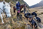 High country muster, Shotover River