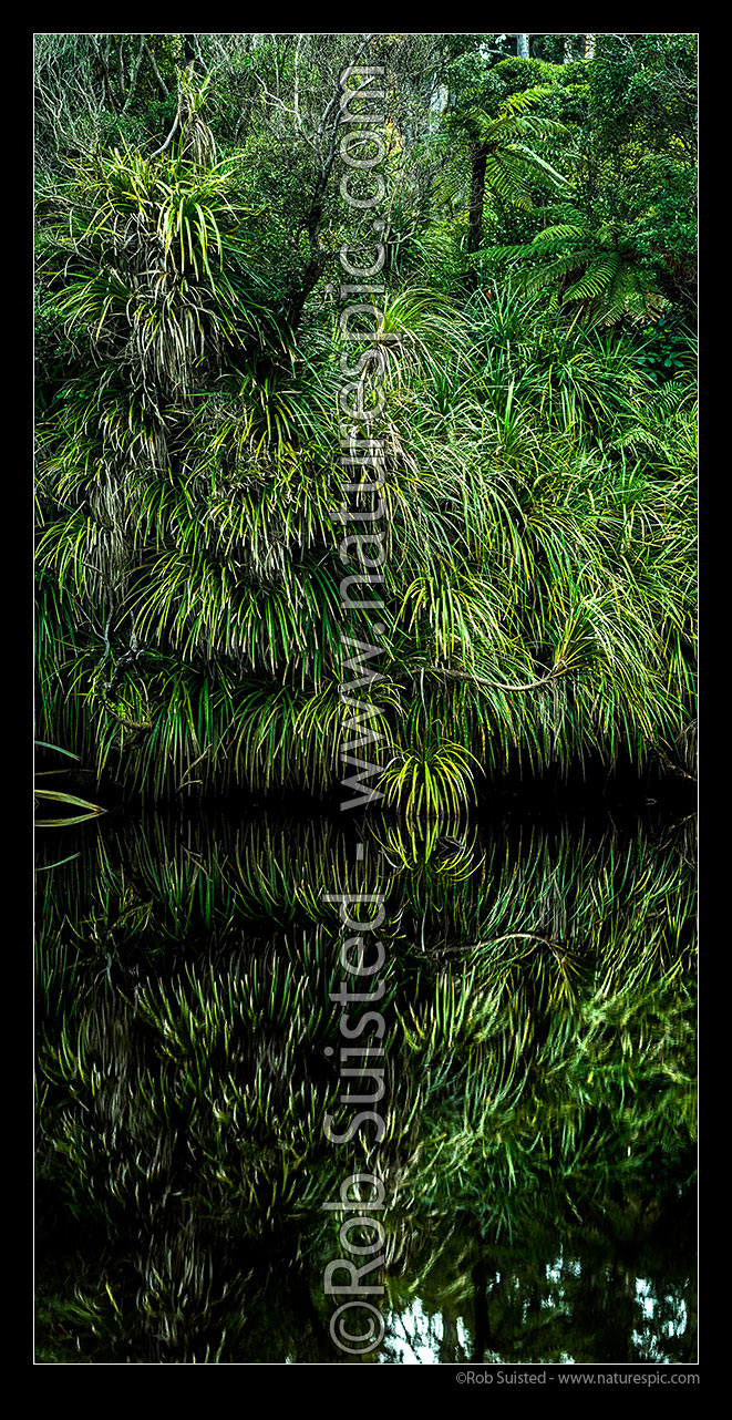 Image of Kiekie (Freycineta banksii) vines overhanging and reflecting in dark tanin stained still river water. Vertical panorama, South Westland, Westland District, West Coast Region, New Zealand (NZ) stock photo image