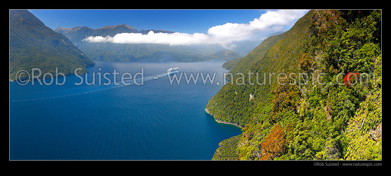 Image of Cruise ship passing south through Thompson Sound. Flowering Southern rata trees (Metrosideros umbellata) on Secretary Island. Panorama, Fiordland National Park, Southland District, Southland Region, New Zealand (NZ) stock photo image