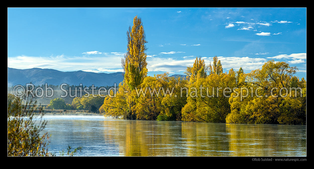 Image of Clutha River Mata-Au with morning mist and autumn colours reflecting from poplar and willow trees. Panorama, Albert Town, Queenstown Lakes District, Otago Region, New Zealand (NZ) stock photo image