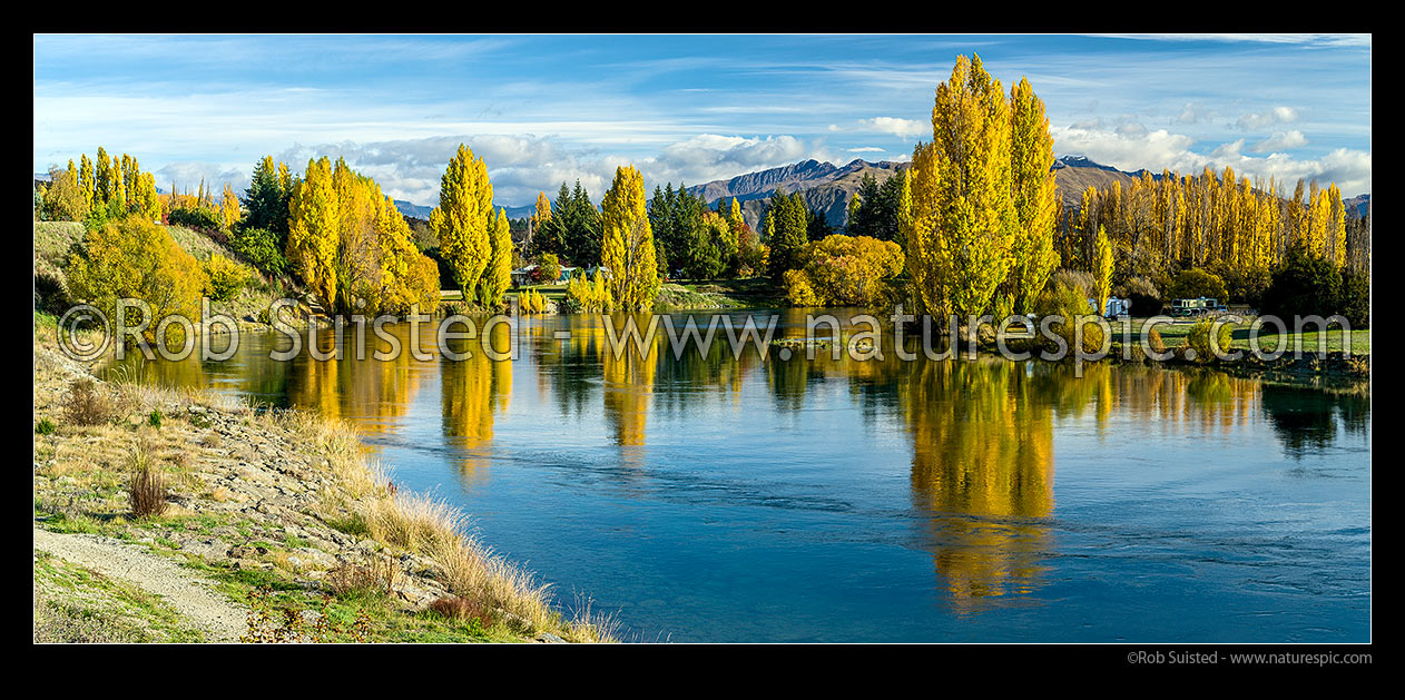 Image of Clutha River Mata-Au with autumn coloured trees reflecting in calm morning water. Near outlet from Lake Wanaka, and start of this mighty river. Panorama, Albert Town, Queenstown Lakes District, Otago Region, New Zealand (NZ) stock photo image