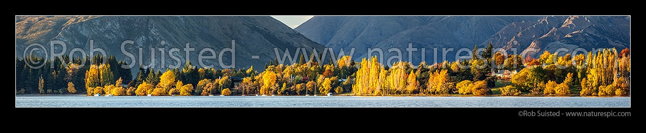 Image of Lake Wanaka shore with homes amongst golden autumn coloured trees and gardens and yachts moored along shoreline. The Peninsula beyond left. Wide panorama, Wanaka, Queenstown Lakes District, Otago Region, New Zealand (NZ) stock photo image