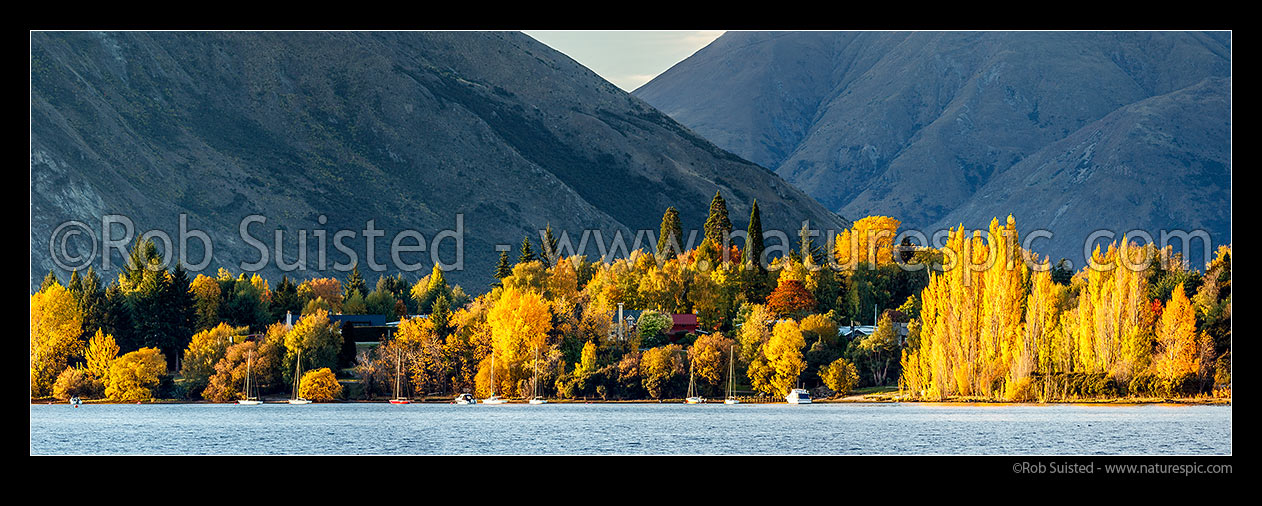 Image of Lake Wanaka shore near Eely Point, with homes amongst golden autumn coloured trees, and sailboats moored on shoreline. Panorama, Wanaka, Queenstown Lakes District, Otago Region, New Zealand (NZ) stock photo image