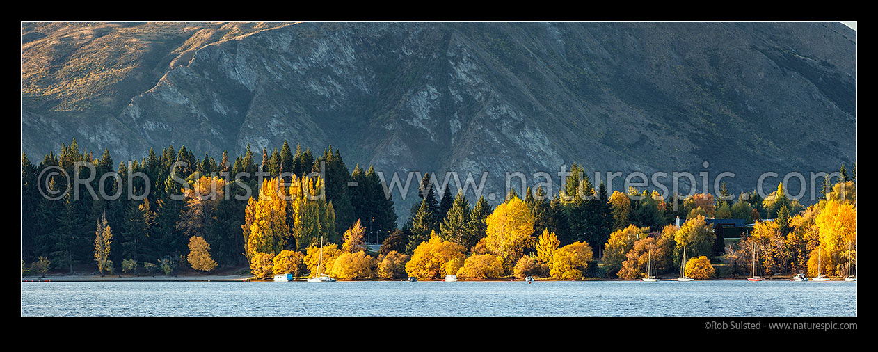 Image of Lake Wanaka shoreline near Eely Point, with homes amongst golden autumn coloured trees, and sailboats moored on shoreline. Panorama, Wanaka, Queenstown Lakes District, Otago Region, New Zealand (NZ) stock photo image