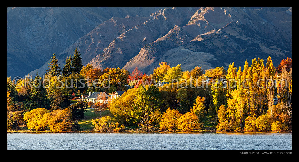 Image of Lake Wanaka shore with homes amongst golden autumn coloured trees and gardens. Panorama, Wanaka, Queenstown Lakes District, Otago Region, New Zealand (NZ) stock photo image