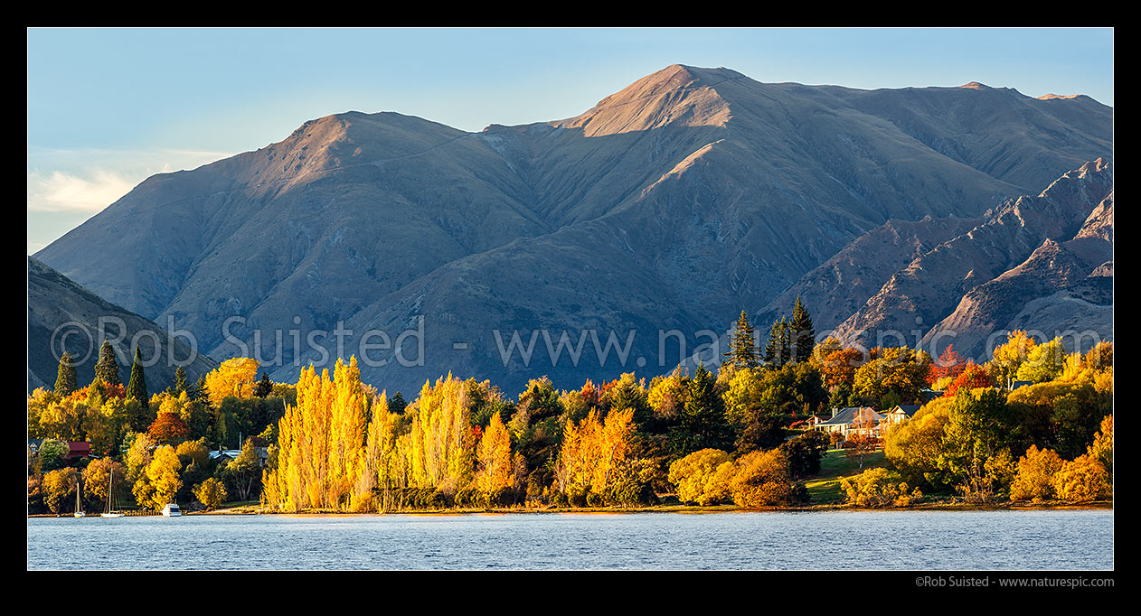 Image of Lake Wanaka shore with homes amongst golden autumn coloured trees and gardens. Panorama, Wanaka, Queenstown Lakes District, Otago Region, New Zealand (NZ) stock photo image