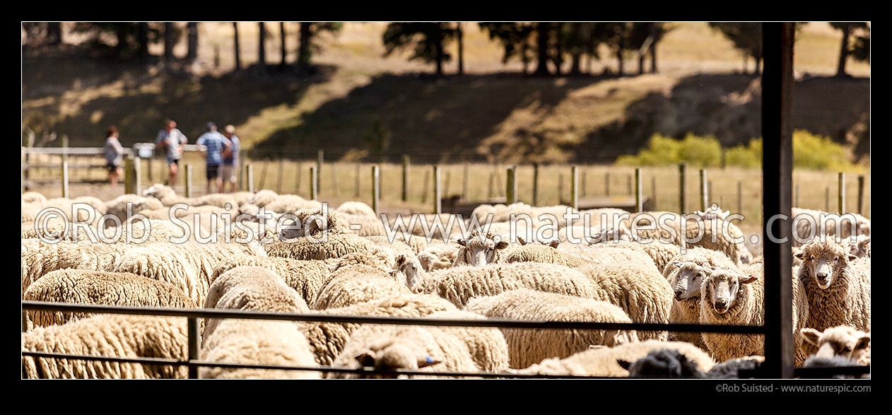 Image of Sheep in yards during farm stock auction with potential buyers discussing matters behind. Panorama, New Zealand (NZ) stock photo image