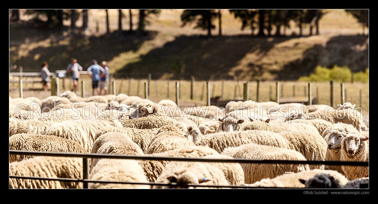 Image of Sheep in yards during farm stock auction with potential buyers discussing matters behind. Panorama, New Zealand (NZ) stock photo image