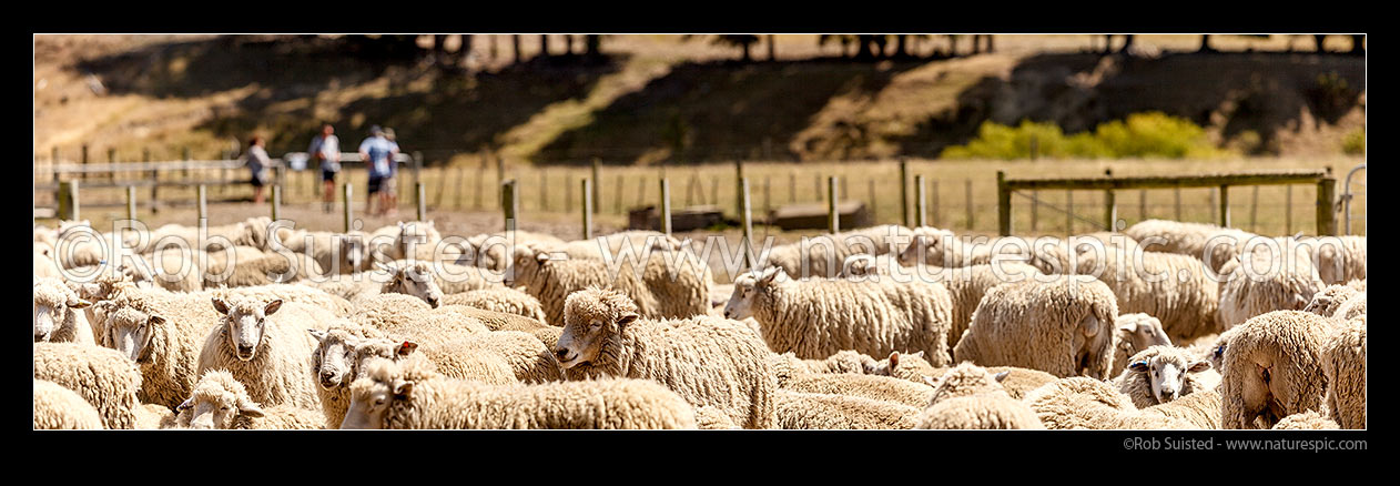 Image of Sheep in yards during farm stock auction with potential buyers discussing matters behind. Panorama, New Zealand (NZ) stock photo image