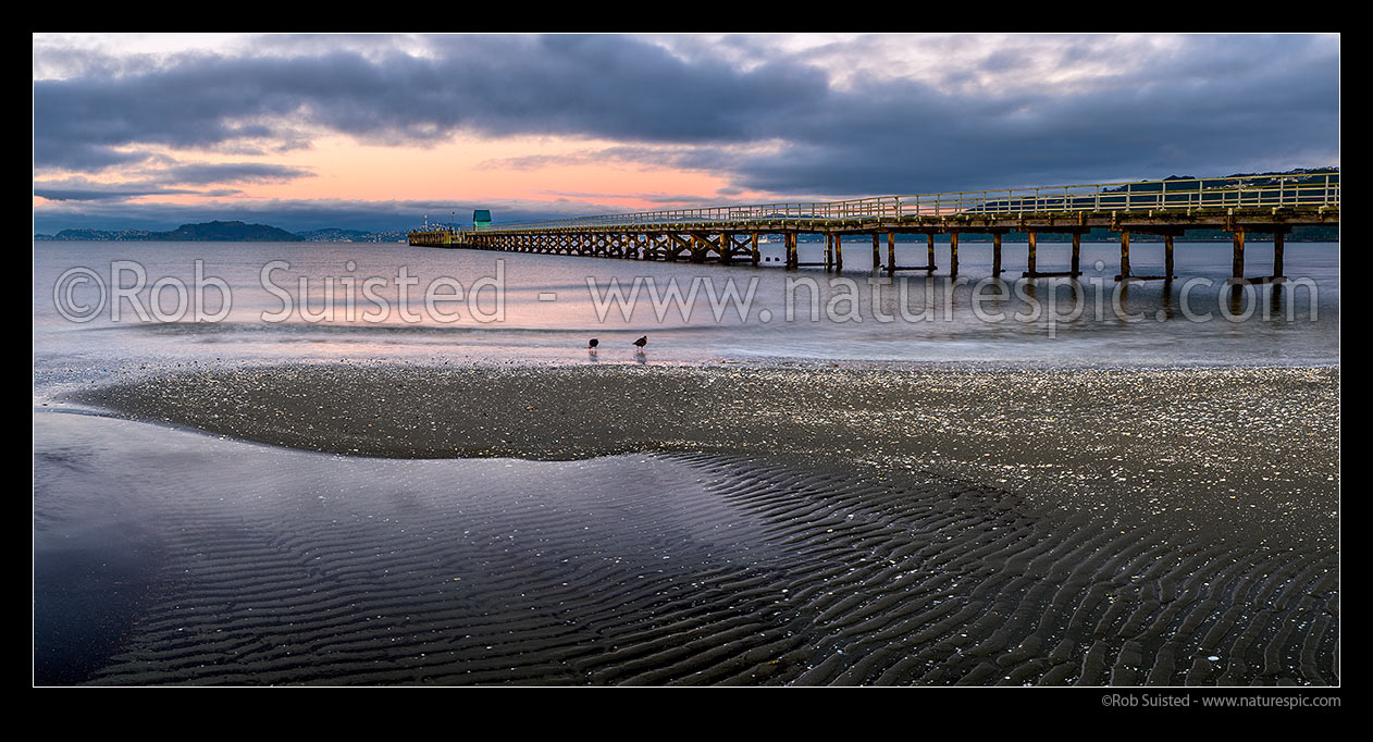 Image of Petone Wharf and Beach on a moody morning with variable oystercatchers (Haematopus unicolor) wading in shallows. Panorama, Petone, Hutt City District, Wellington Region, New Zealand (NZ) stock photo image