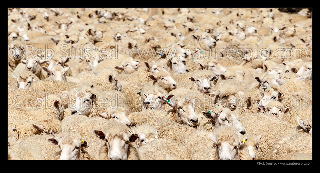 Image of Sheep flock of ewes and lambs being mustered into stockyards. Panorama, New Zealand (NZ) stock photo image