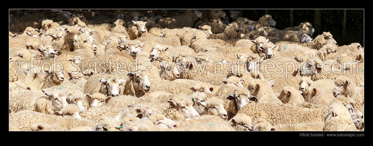 Image of Sheep flock of ewes and lambs being mustered into stockyards. Panorama, New Zealand (NZ) stock photo image