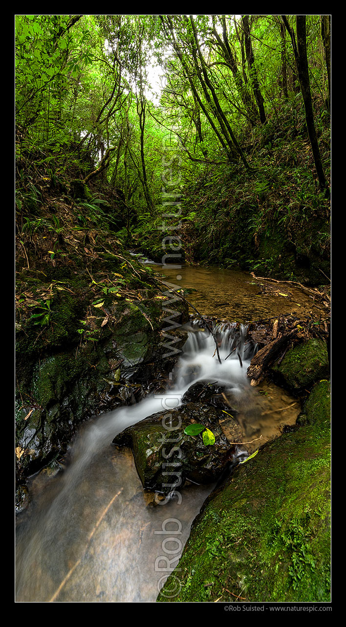 Image of Wilton Bush and forest stream running through native forest gorge, near Otari plant museum. Vertical panorama, Wilton, Wellington City District, Wellington Region, New Zealand (NZ) stock photo image