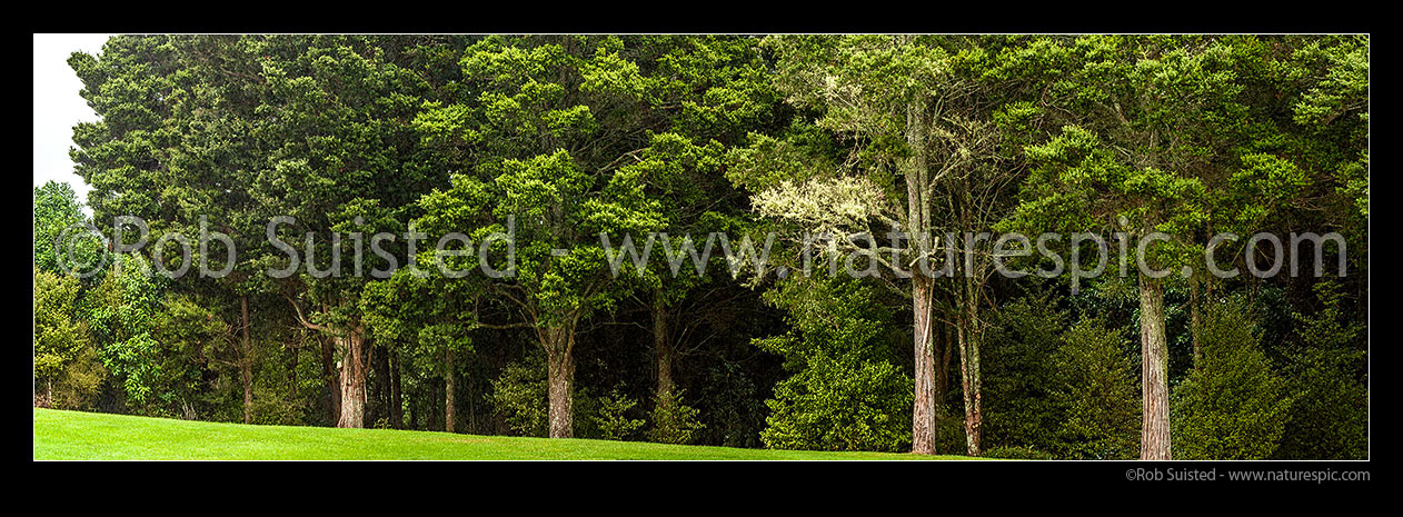 Image of Forest bush edge of mostly native Totara trees (Podocarpus totara). Panorama, New Zealand (NZ) stock photo image