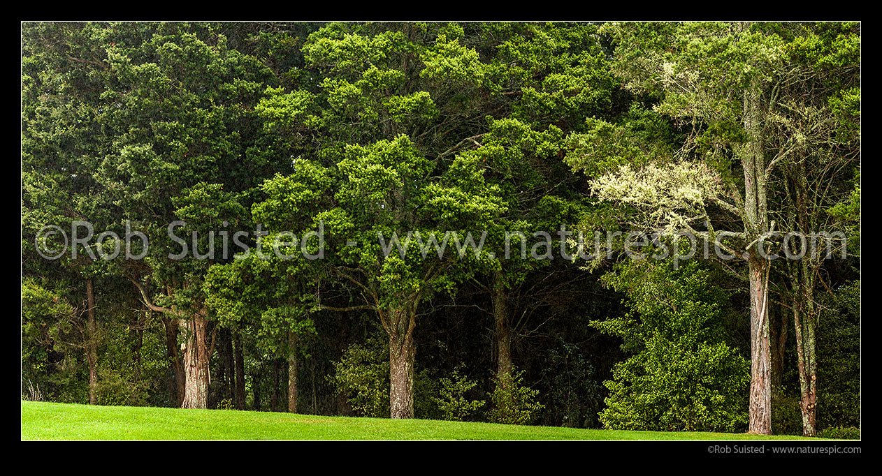 Image of Forest bush edge of mostly native Totara trees (Podocarpus totara). Panorama, New Zealand (NZ) stock photo image