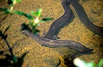 Long finned eels