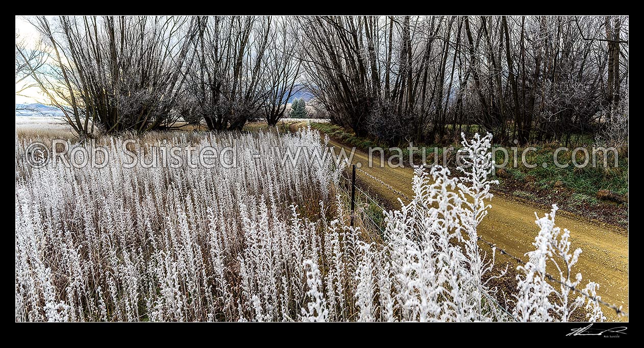 Image of Winter hoar frost on vegatation on the Ahuriri River flats. Blue borage flower heads frozen with ice crystals. Dirt road through trees. Panorama, Omarama, Waitaki District, Canterbury Region, New Zealand (NZ) stock photo image